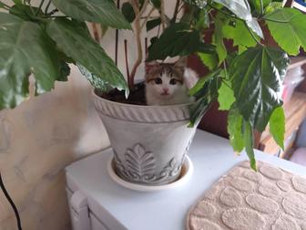 Котенок мальчик отдам