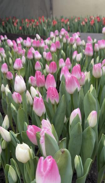 Голландские тюльпаны - свежесть, качество, выгодная цена!