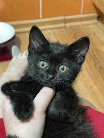 Котенок черный бесплатно