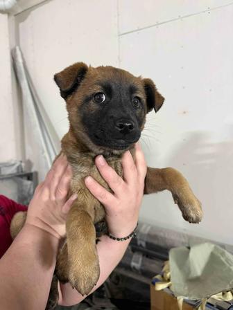 Ищем дом щенку