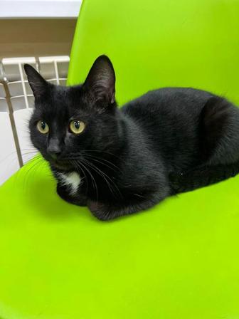 Кот в любящий дом, Уральск