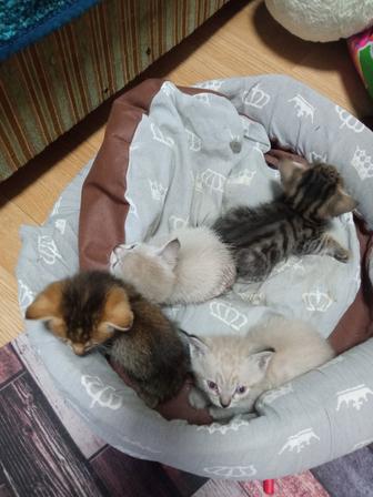 котят в хорошие руки
