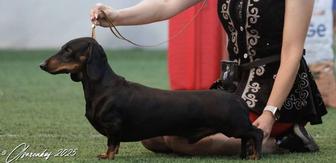 Предлагаются щенки таксы