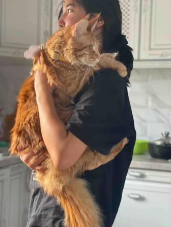 Продам кота породы мейн-кун 1 год