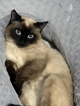 Кот сиамский отдам бесплатно в хорошие руки