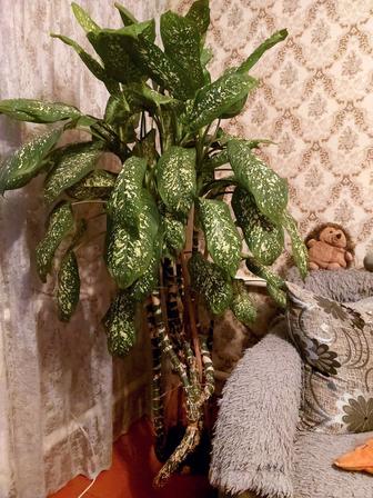 Цветок Деффинбахия продам.