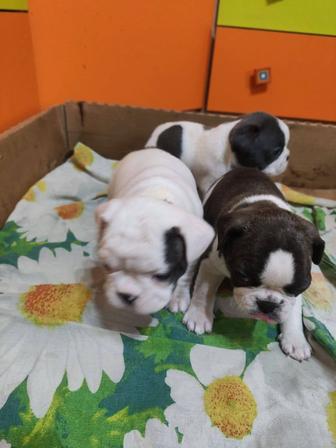 Щенки французского бульдога