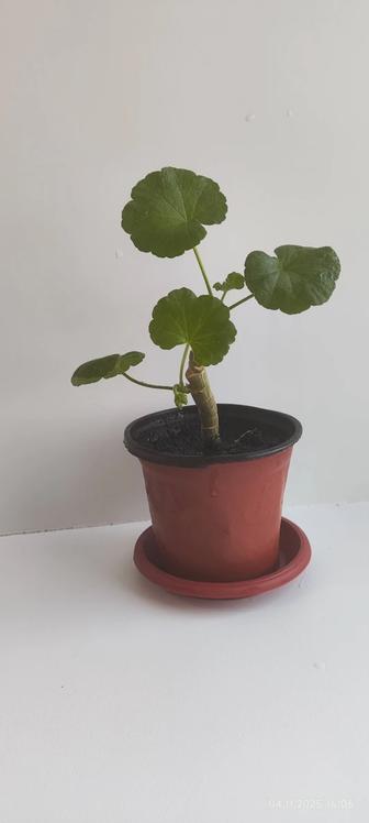 Продам ростки белой герани