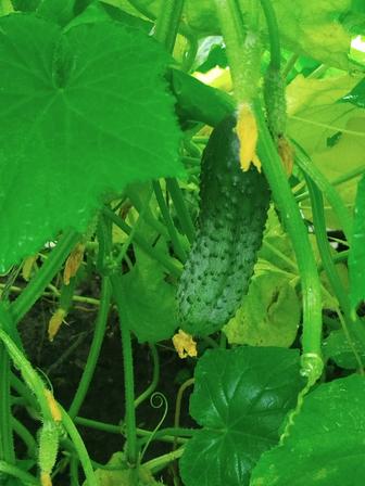 Продаю вкусные домашние огурцы.