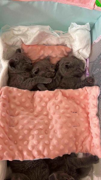 Котенок британец вислоухий