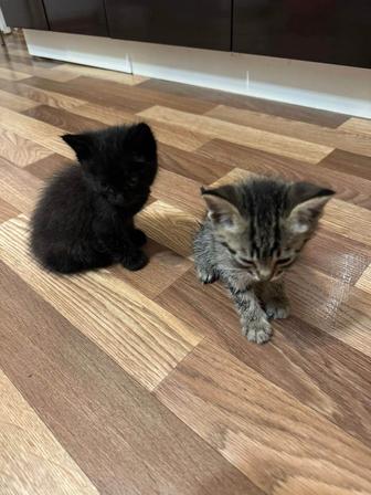 Котята маленькие в хорошие руки