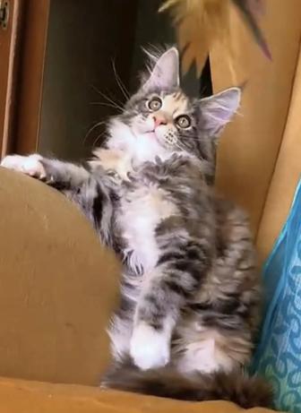 Котенок мейнкун.Девочка