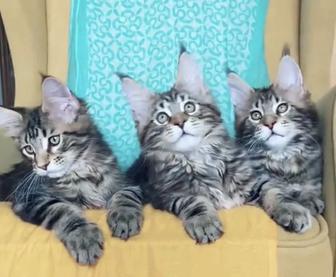 Котята мейнкун от чемпионов породы