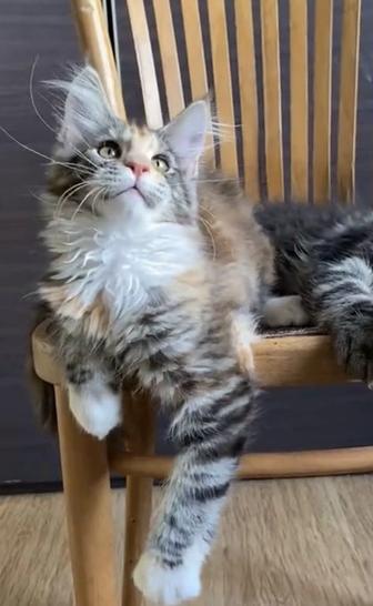 Котята мейнкун от чемпионов породы