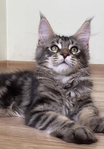 Чистокровные котята мейнкун от родителей чемпионов