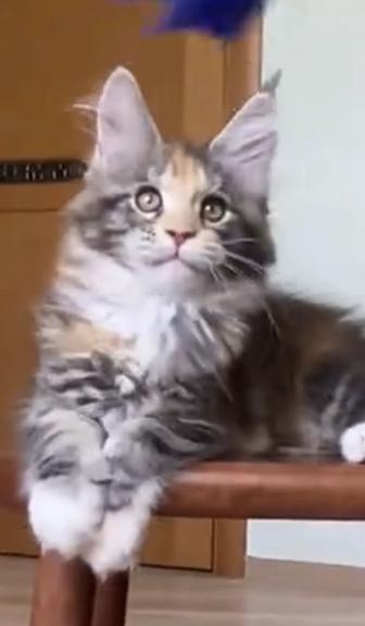 Котенок мейнкун.Девочка