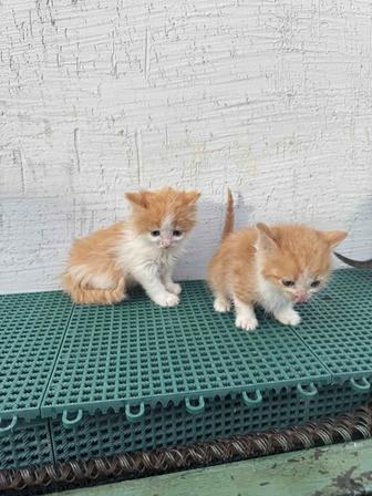 Отдам котят в хорошие добрые руки
