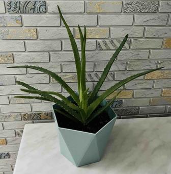 Продам алоэ