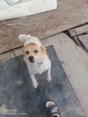 Отдам собаку