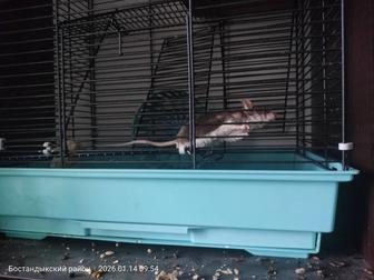 Продам японскую мышь с клеткой.