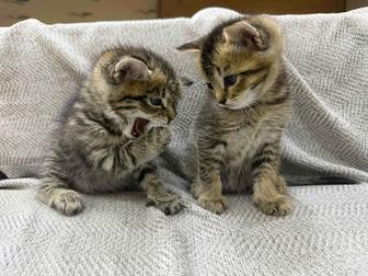 шотландские котята