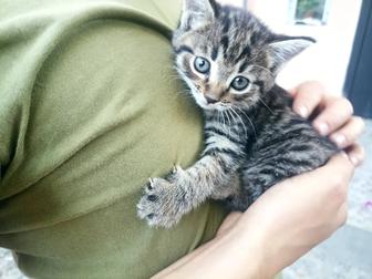 Отдам котят
