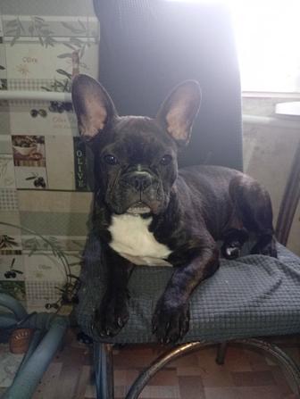 Продам собачку