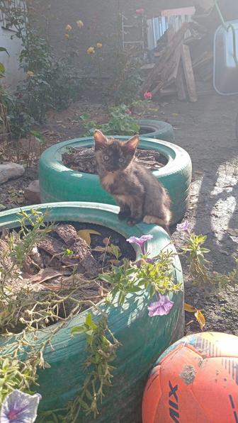 Отдам даром котят
