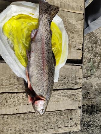 Продам форель