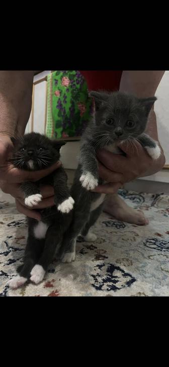 Котята