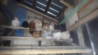 Продам кур домашних