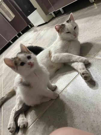отдам девочку кошечку Маркизу
