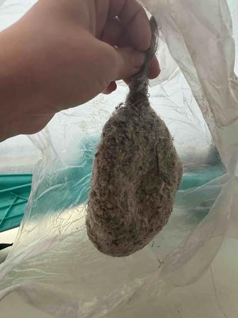 Құрқылтайдың ұясы