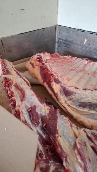 Продам мясо говядины