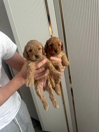 Щенки той пудель