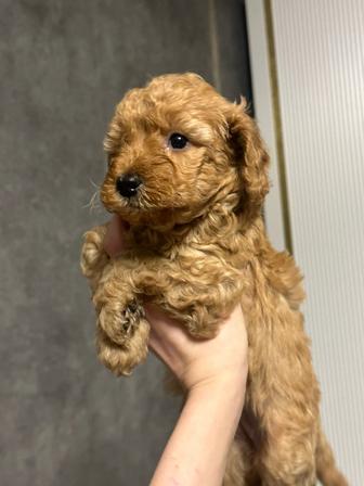 Щенки той пудель