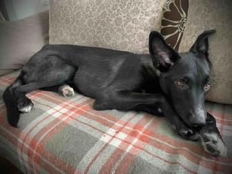 Щенок ответственным хозяевам