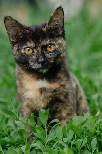 Кошечка ищет дом