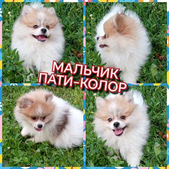 Открыта бронь на щенят померанского шпица миники!!! Мишка и beibi feis