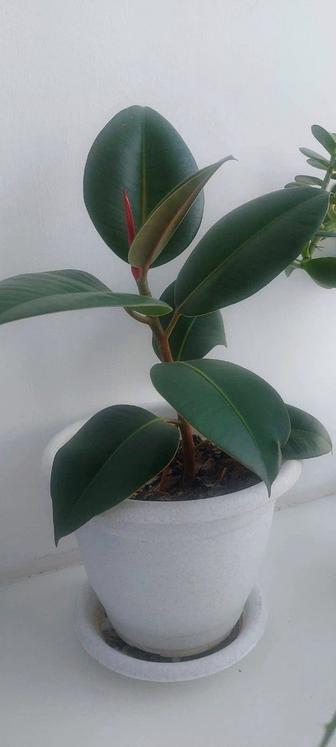 Продам фикус