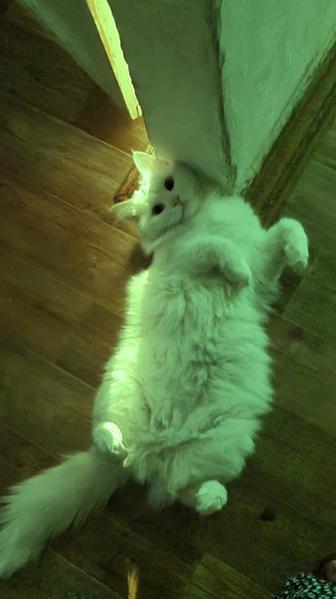 Кот