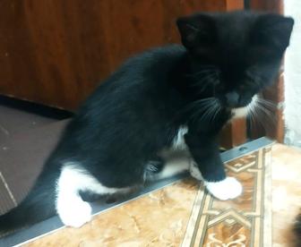 Отдам котят