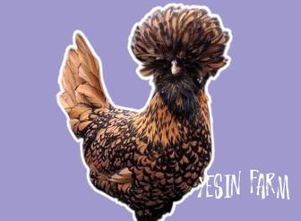 Инкубационные яйца кур для инкубатора, качественный отбор