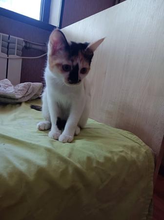 Кошки