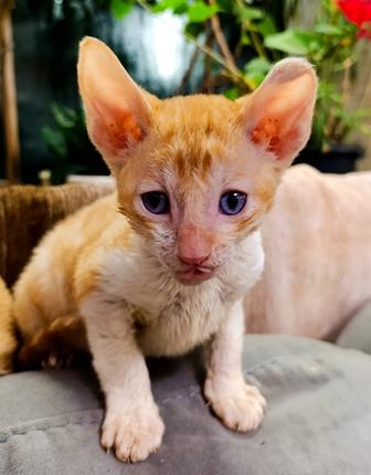 Котята породы корниш-рекс продам