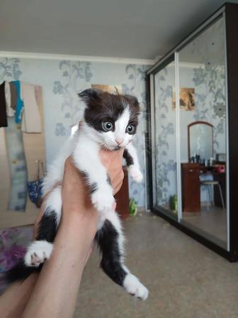 Кошечка