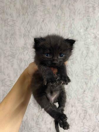 Отдам котят(мальчики) находятся в сортировке