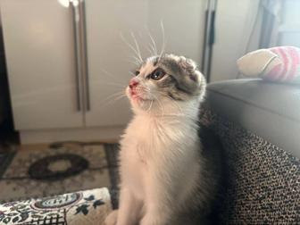 Милый котенок вислоухий