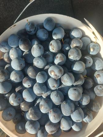 Продам виноград сорта Черный дачный!