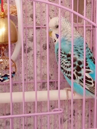 Попугай за 3000тг